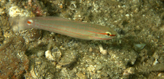 Amblygobius decussatus