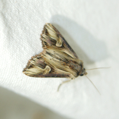 Actinotia polyodon