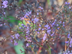 Carphephorus odoratissimus