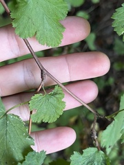 Physocarpus capitatus