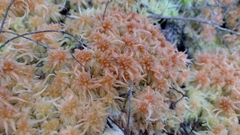 Sphagnum cristatum
