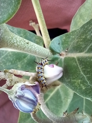 Danaus chrysippus