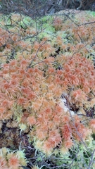 Sphagnum cristatum