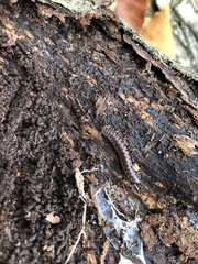 Polydesmus complanatus