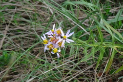 Galatella sedifolia