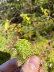 Sphagnum fallax