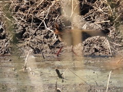 Pardirallus sanguinolentus