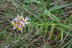 Galatella sedifolia