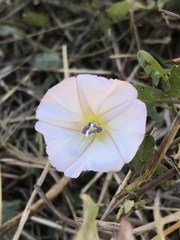Convolvulus arvensis