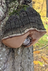 Phellinus tremulae
