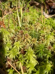 Sphagnum magellanicum