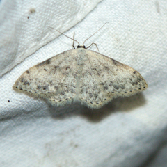 Scopula marginepunctata