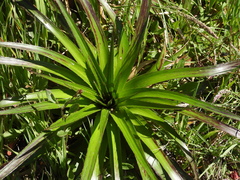 Eryngium paniculatum