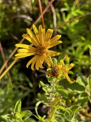 Heterotheca camporum