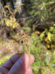 Sphagnum magellanicum