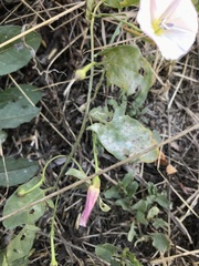 Convolvulus arvensis