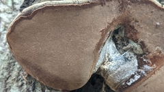 Phellinus tremulae