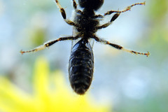 Lasioglossum leucozonium