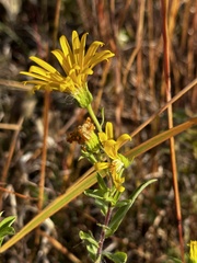 Heterotheca camporum