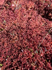 Sphagnum rubellum