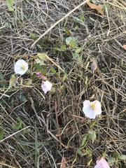 Convolvulus arvensis