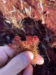 Sphagnum rubellum