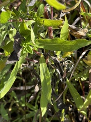 Heterotheca camporum
