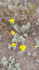 Senecio crassiflorus