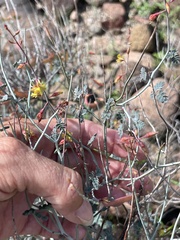 Hoffmannseggia intricata