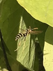 Polistes dominula