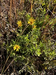 Heterotheca camporum