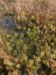 Sphagnum cuspidatum