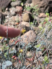 Hoffmannseggia intricata