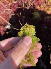 Sphagnum cuspidatum