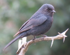Melaenornis pammelaina ater