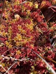 Sphagnum rubellum