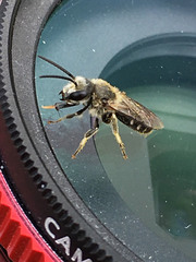 Lasioglossum leucozonium