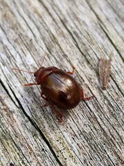 Chrysolina staphylaea