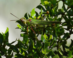 Bootettix argentatus