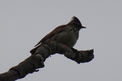 Lullula arborea