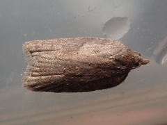 Acleris sparsana