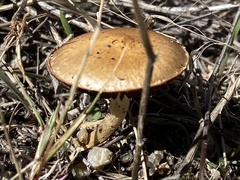 Leratiomyces percevalii