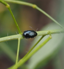 Psylliodes chrysocephala