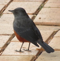 Thamnolaea cinnamomeiventris autochthones