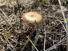 Leratiomyces percevalii