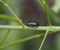 Psylliodes chrysocephala