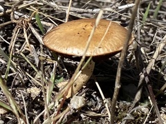 Leratiomyces percevalii