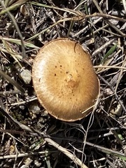 Leratiomyces percevalii