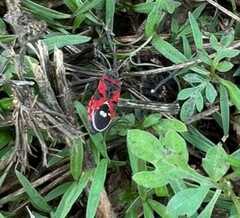 Lygaeus reclivatus