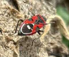 Lygaeus reclivatus